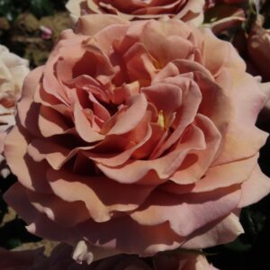 Mocha Rosa - Image 5