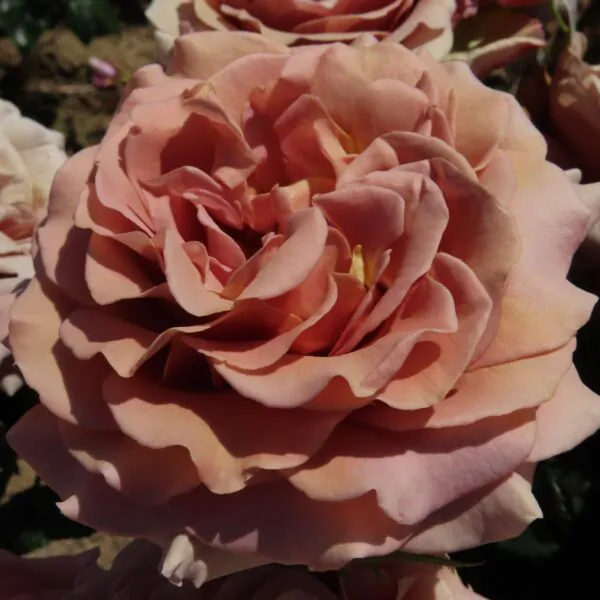 Mocha Rosa