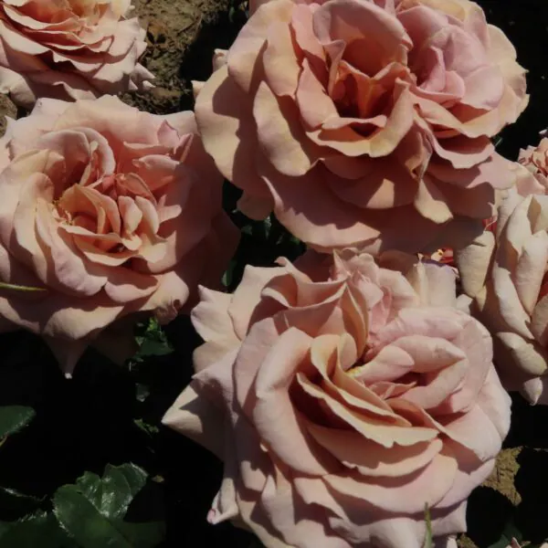Mocha Rosa
