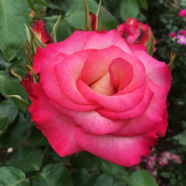 Amy's Rose