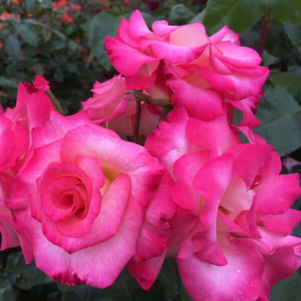 Amy's Rose