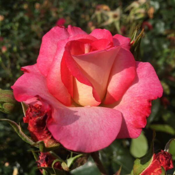 Amy's Rose