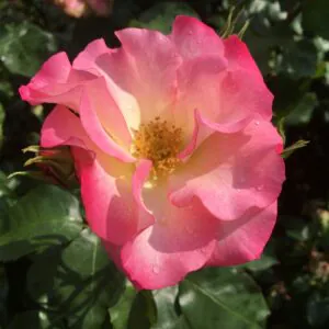 Amy's Rose