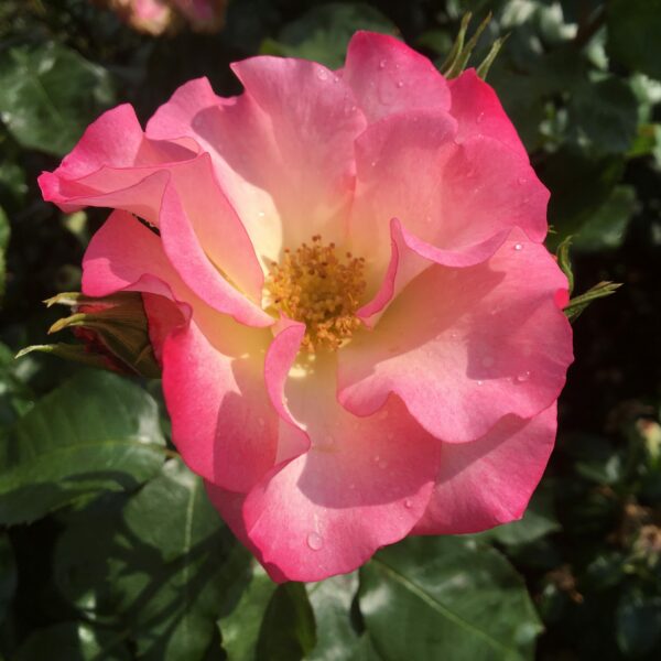 Amy's Rose