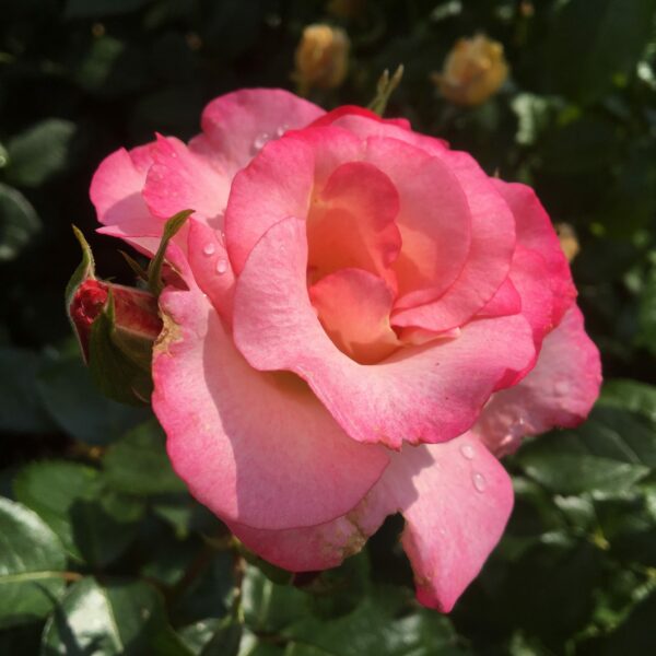 Amy's Rose