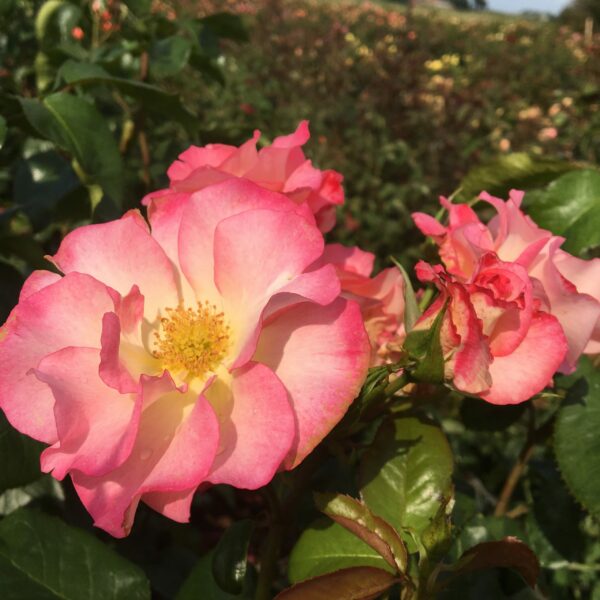 Amy's Rose