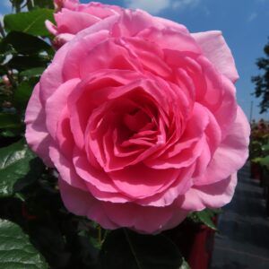 Mum in a Million - Image 3