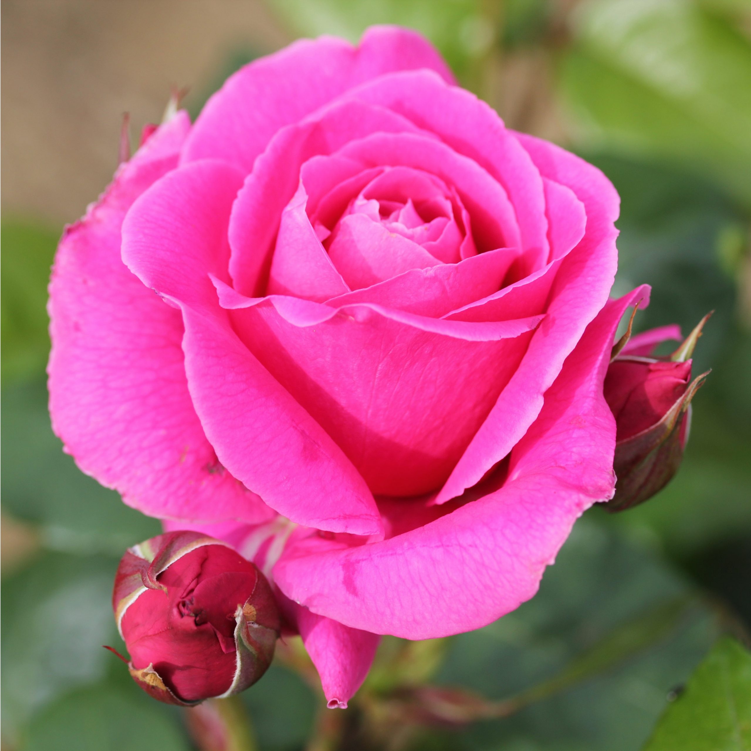 Large Container roses | Back Border Roses | Style Roses