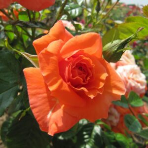 Newsflash rose | Orange Floribunda rose | The Fragrant Rose Company Newsflash rose | Orange Floribunda rose | The Fragrant Rose Company