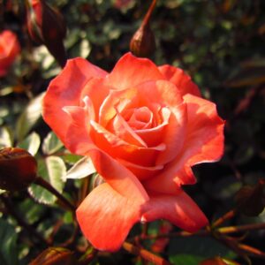 Nice Day - Image 6