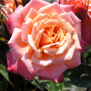 Nice Day - Image 4