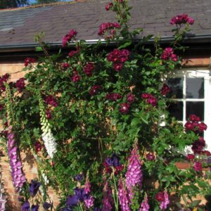 Wall Roses | Climbing roses for walls | Style Roses