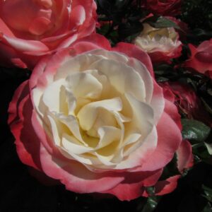 Nostalgia Standard Rose - Image 3