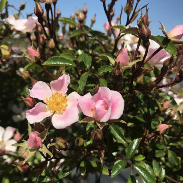 Nozomi Weeping Standard Rose