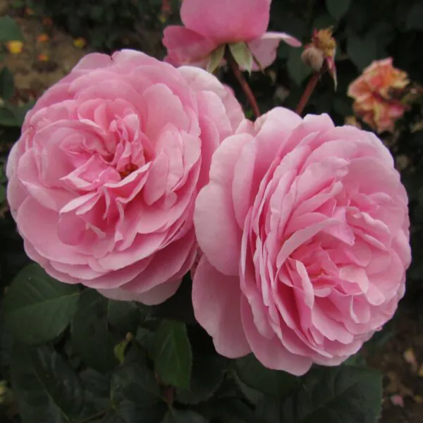 Olivia Rose Austin