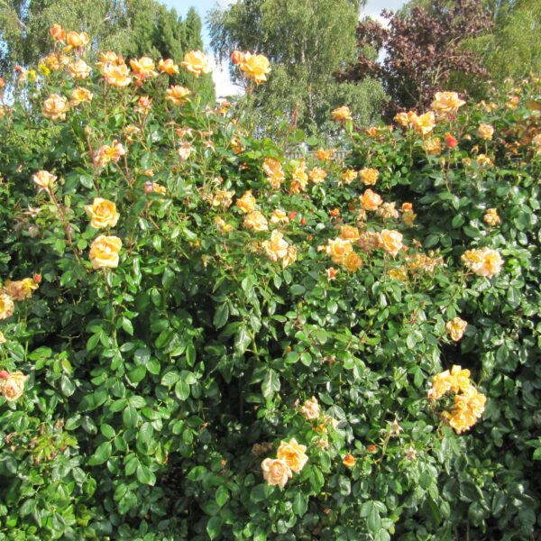 Orange Blossom Special