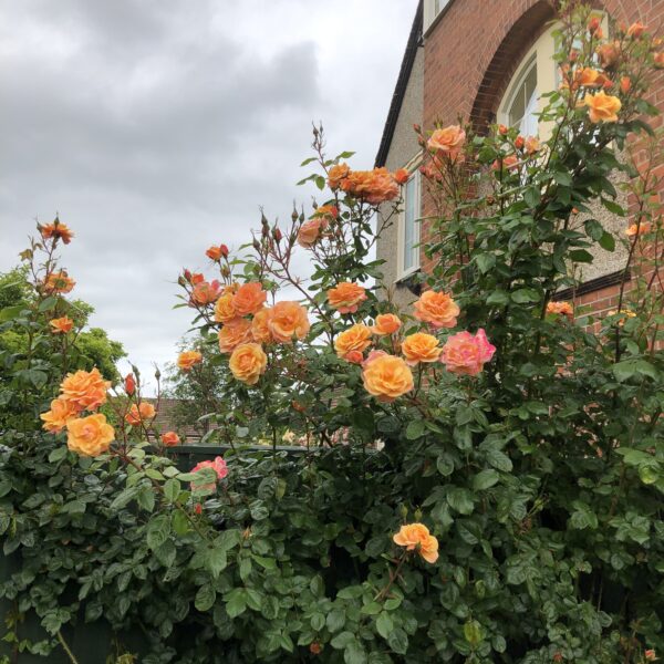 Orange Blossom Special