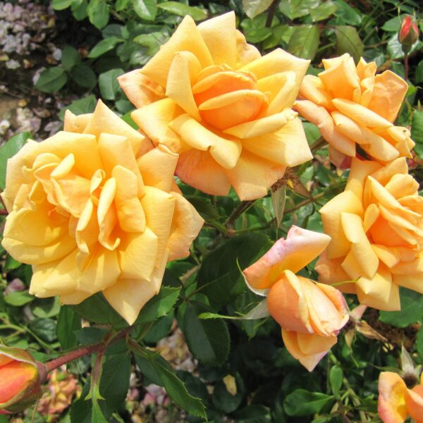 Orange Blossom Special