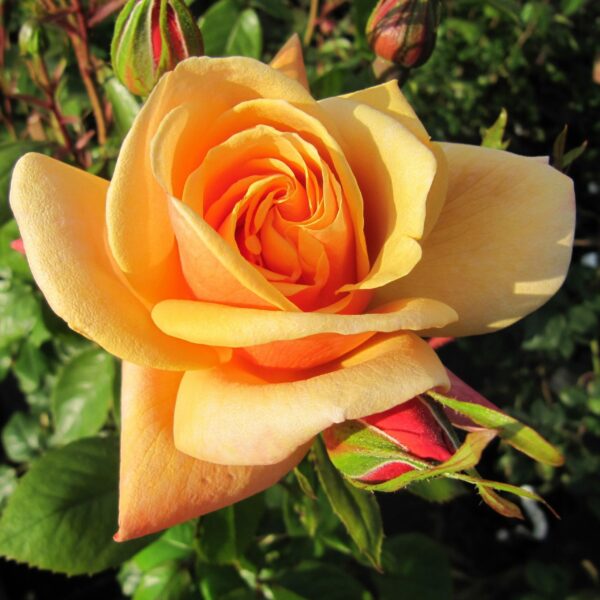 Orange Blossom Special