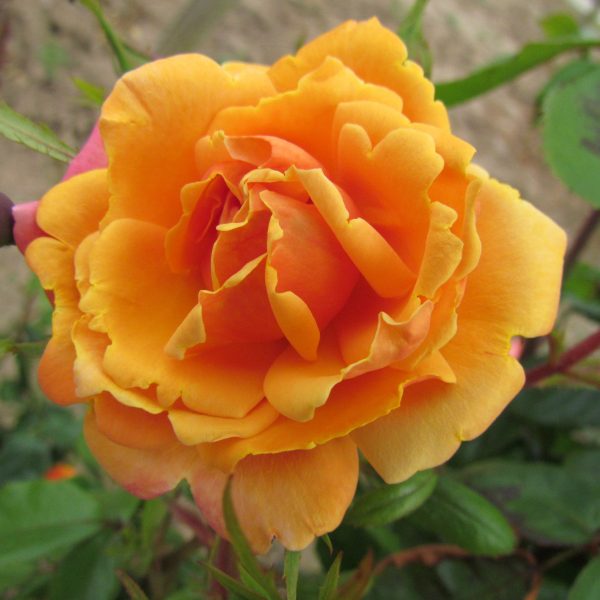 Orange Blossom Special