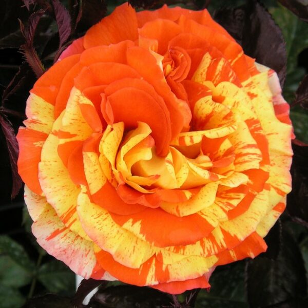 Oranges and Lemons
