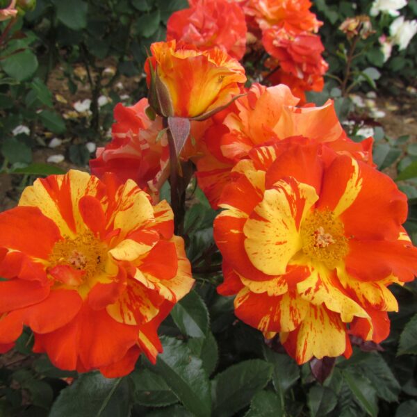 Oranges and Lemons