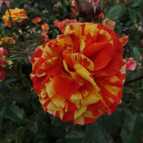 Oranges and Lemons