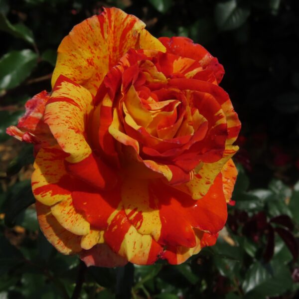 Oranges and Lemons