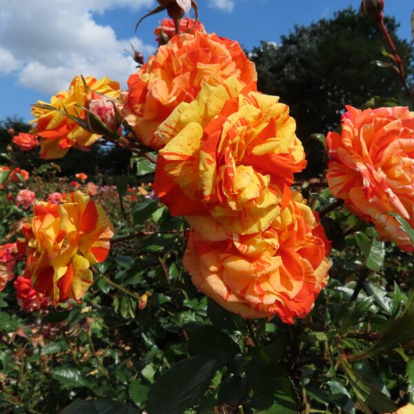 Oranges and Lemons