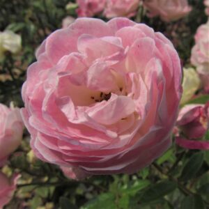 Pearl Anniversary - Image 4