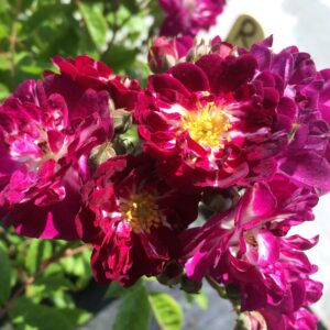Perennial Blue - Image 2