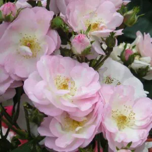 Perennial Blush