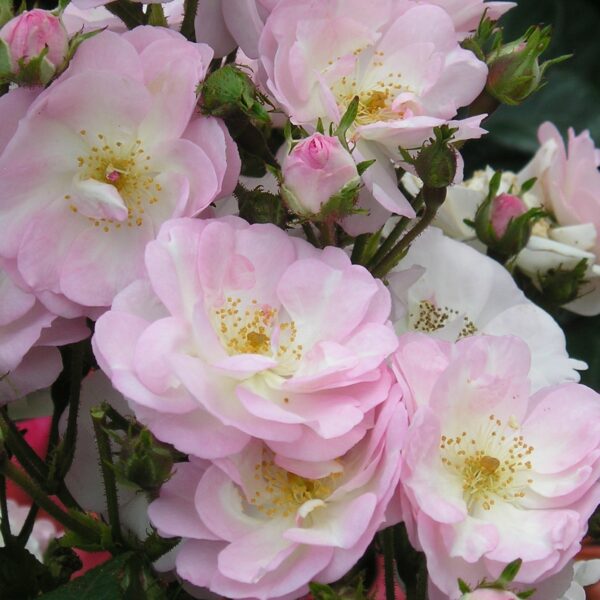 Perennial Blush