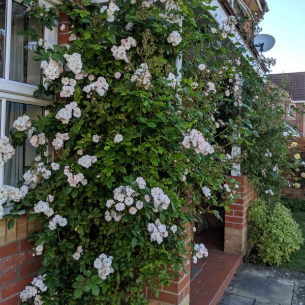 Perennial Blush