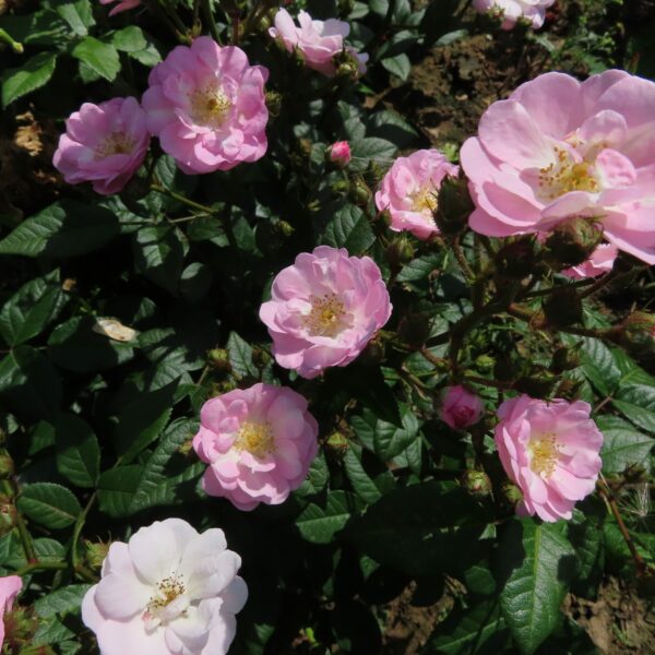 Perennial Blush