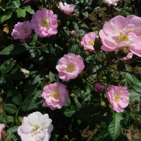 Perennial Blush