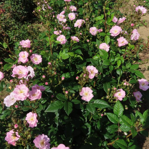Perennial Blush