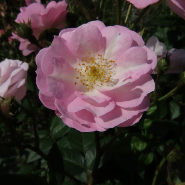 Perennial Blush