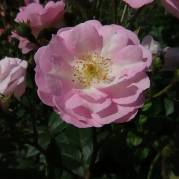 Perennial Blush