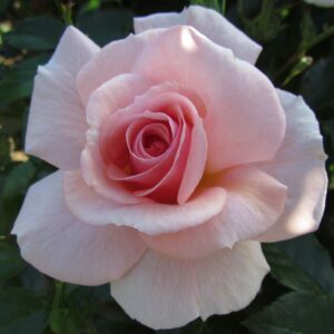 Precious Memories Standard Rose - Image 5