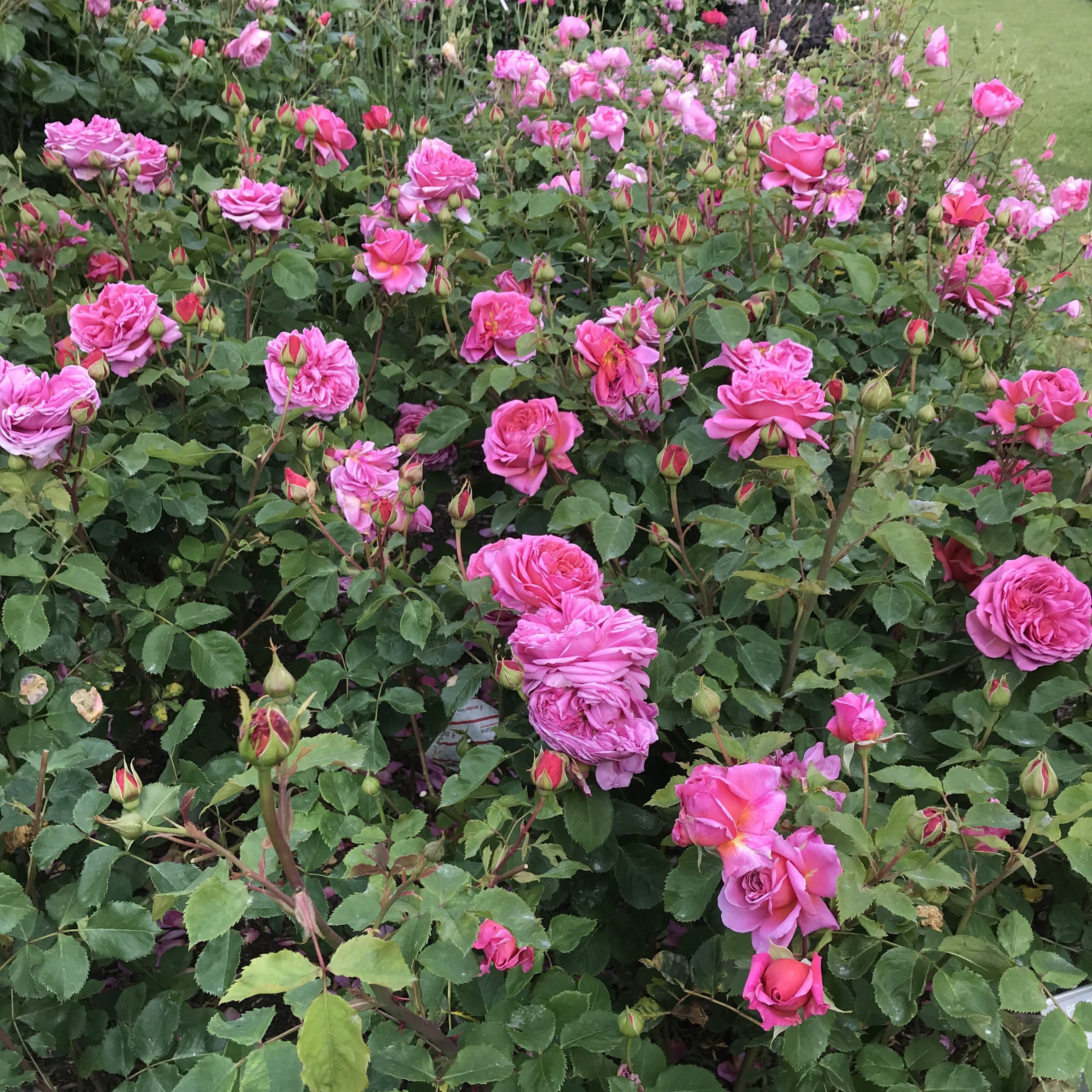 Princess Alexandra of Kent Princess Alexandra of Kent