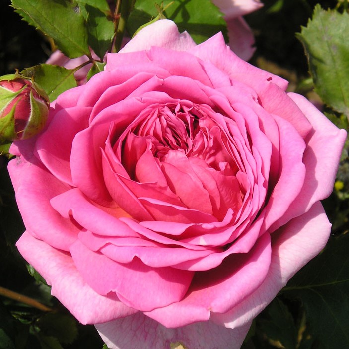 Princess Alexandra of Kent Princess Alexandra of Kent