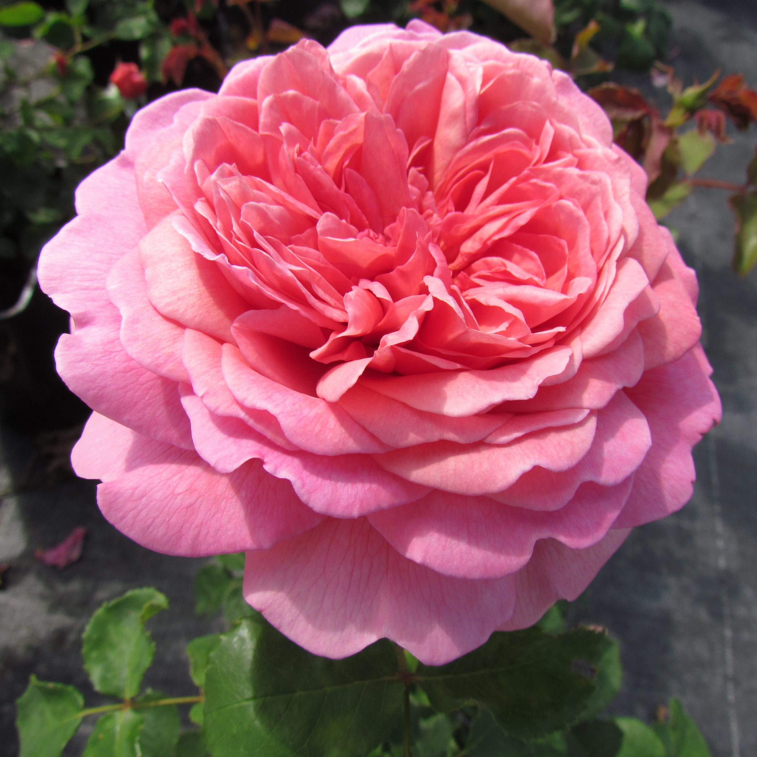 Princess Alexandra of Kent Princess Alexandra of Kent