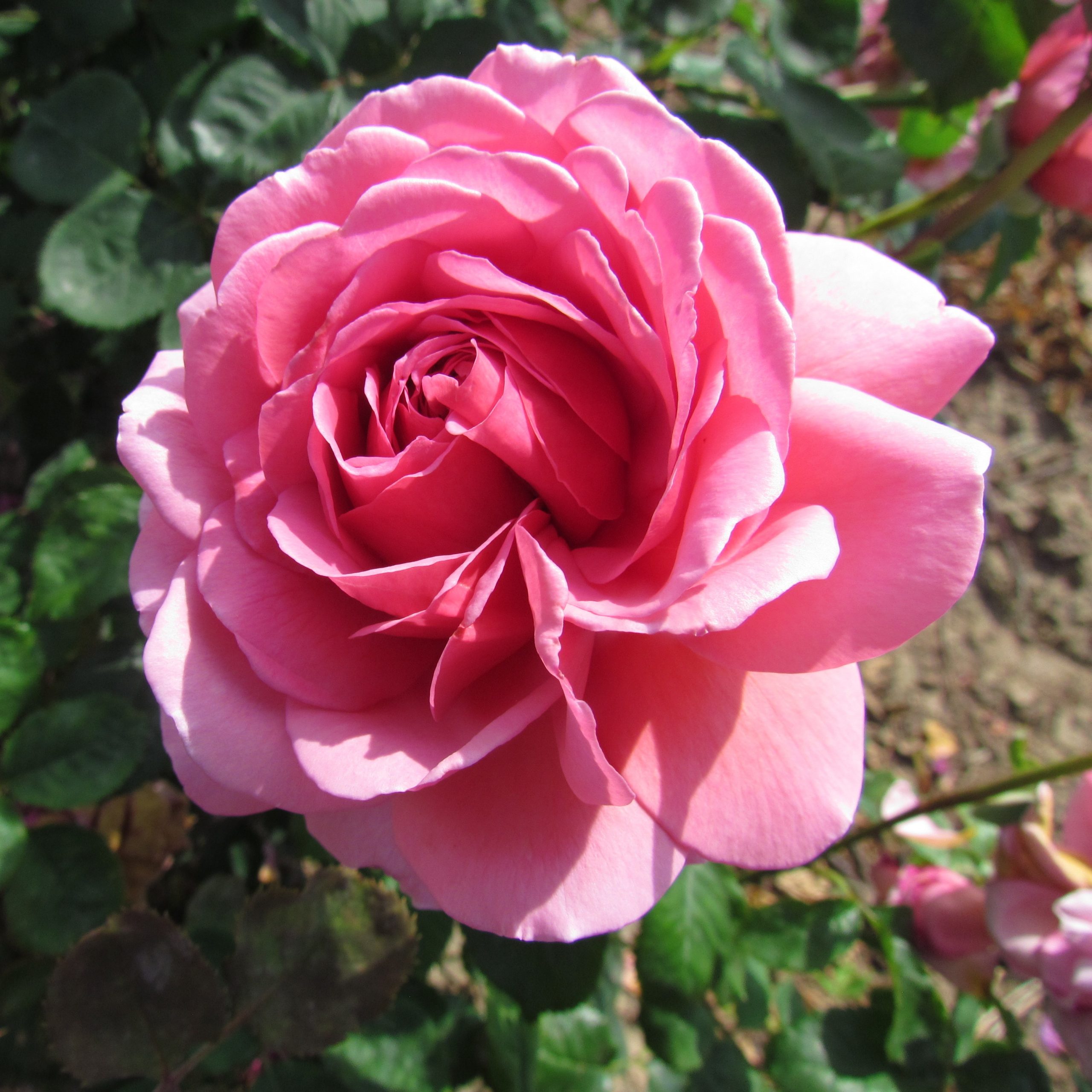 Princess Alexandra of Kent Princess Alexandra of Kent