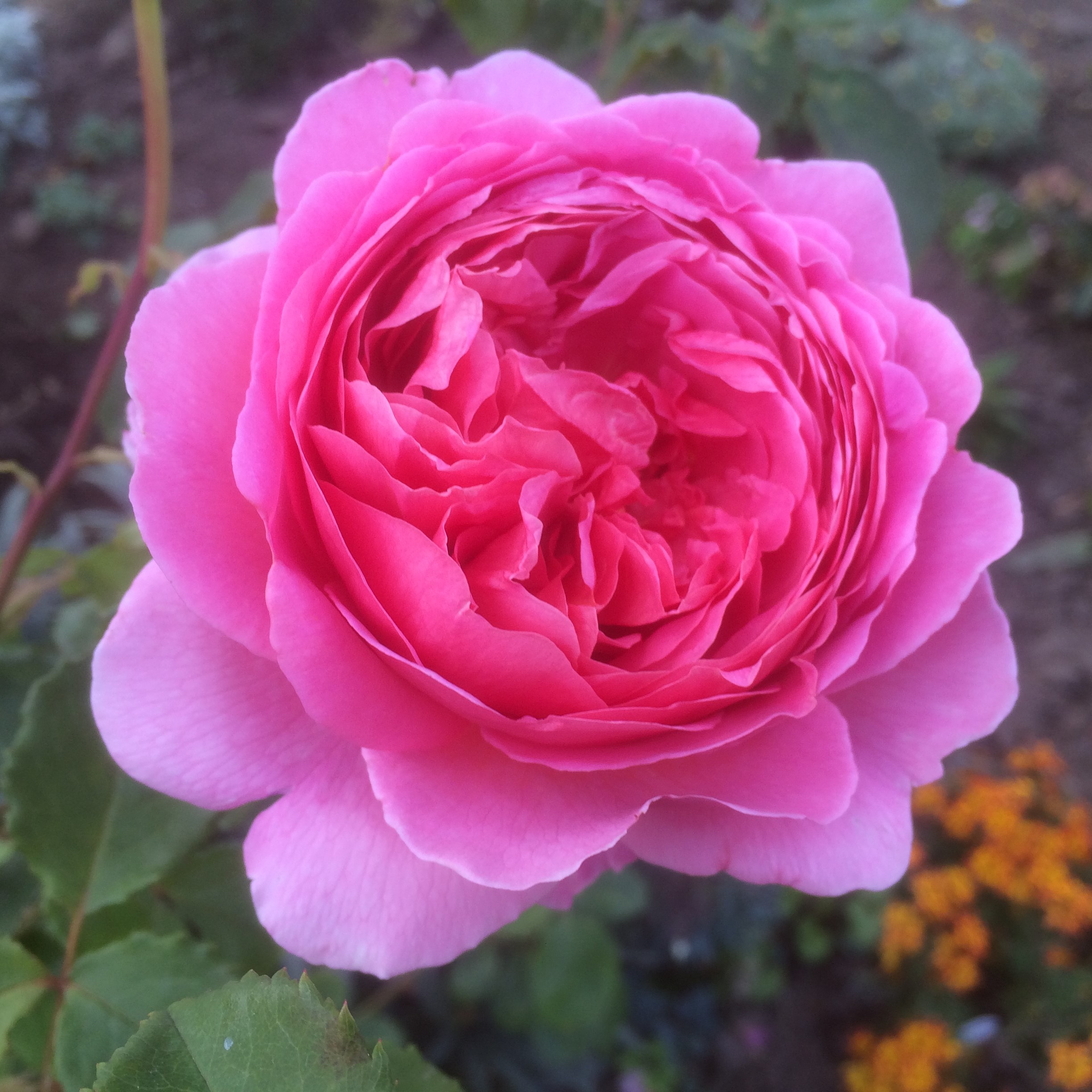 Princess Alexandra of Kent Princess Alexandra of Kent