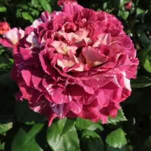 Rachael's Rose - Image 6
