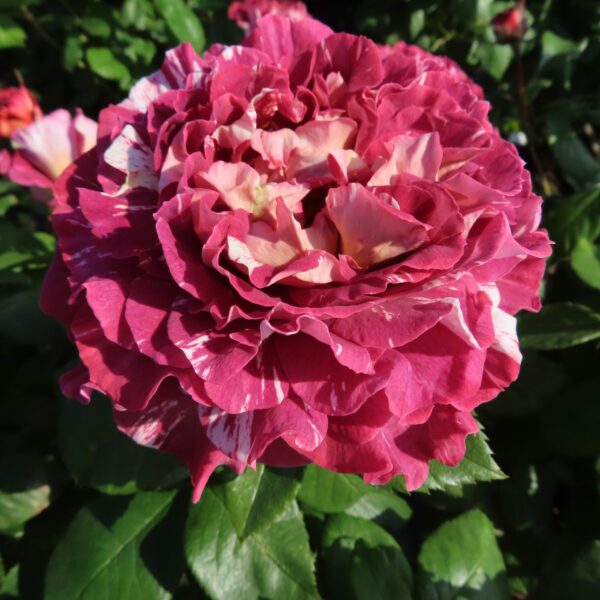 Rachael's Rose