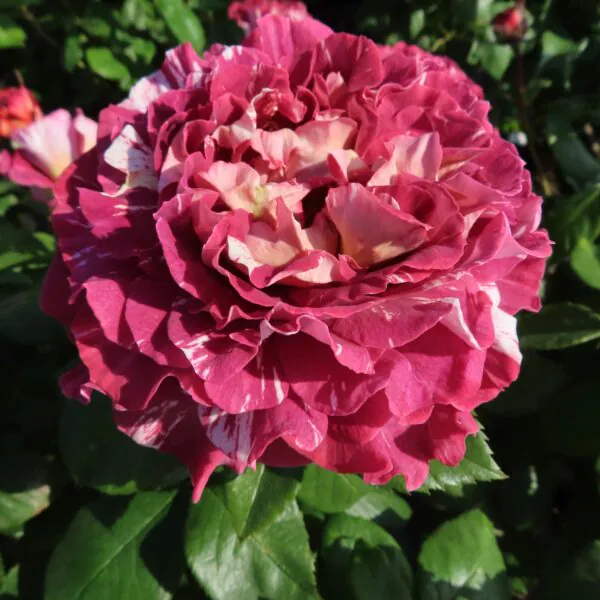 Rachael's Rose