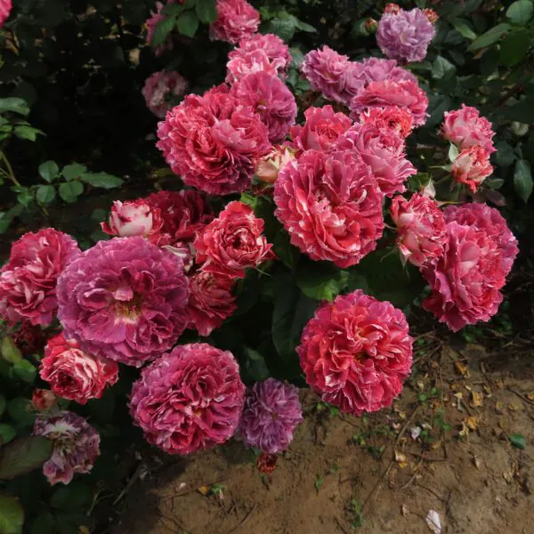 Rachael's Rose