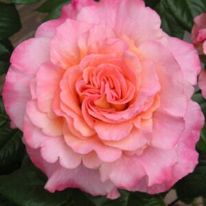 Rachel Standard Rose - Image 4